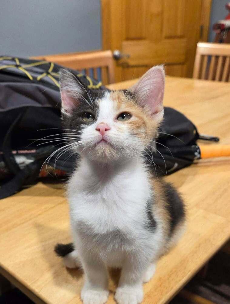 Enlarge Sundrop, a Adoptable Domestic Short Hair in Chicago, IL image 2/5