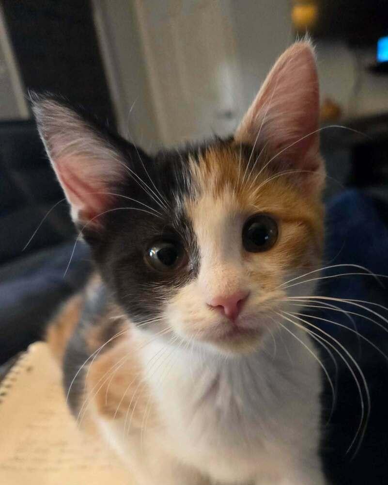 Enlarge Sundrop, a Adoptable Domestic Short Hair in Chicago, IL image 4/5