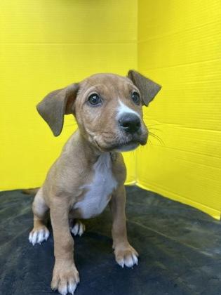 Enlarge Stuffing, a Adoptable Mixed Breed in Houston, TX image 1/2