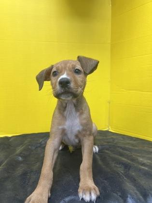 Enlarge Stuffing, a Adoptable Mixed Breed in Houston, TX image 2/2