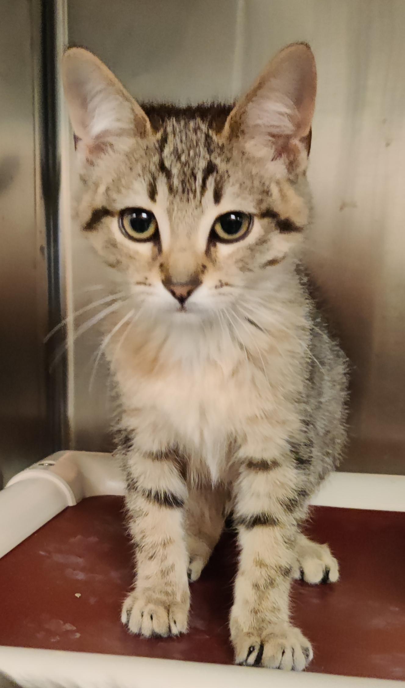 Moraine, adoptable, Kitten Male Domestic Short Hair.