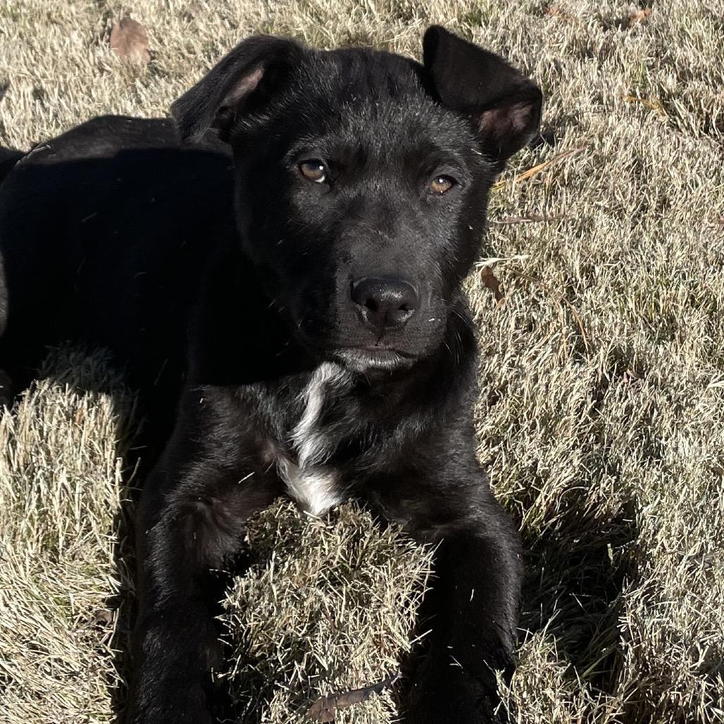 Enlarge VINCENT, a Adoptable mixed breed in Cordova, TN image 1/6