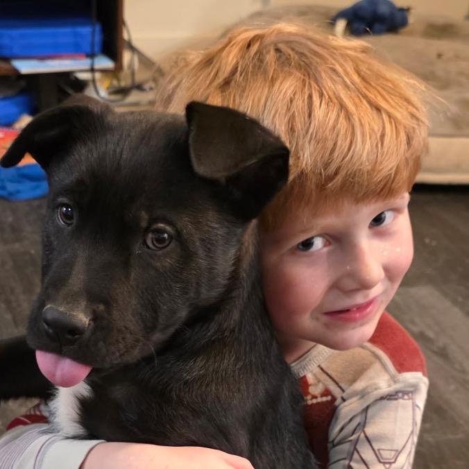 Enlarge VINCENT, a Adoptable mixed breed in Cordova, TN image 2/6