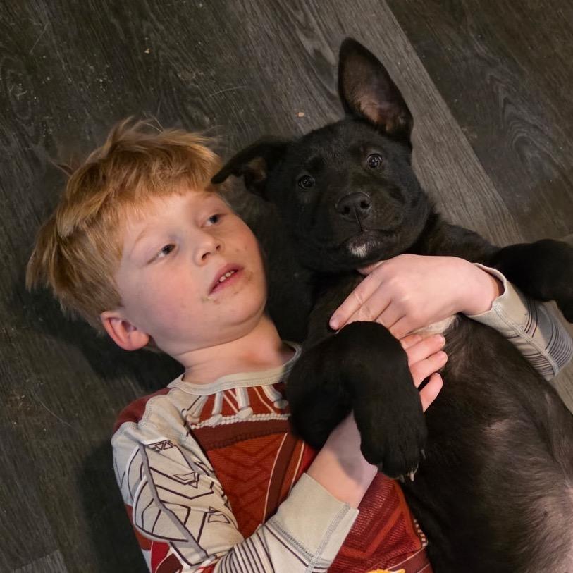 Enlarge VINCENT, a Adoptable mixed breed in Cordova, TN image 3/6