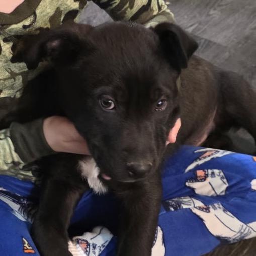 Enlarge VINCENT, a Adoptable mixed breed in Cordova, TN image 6/6