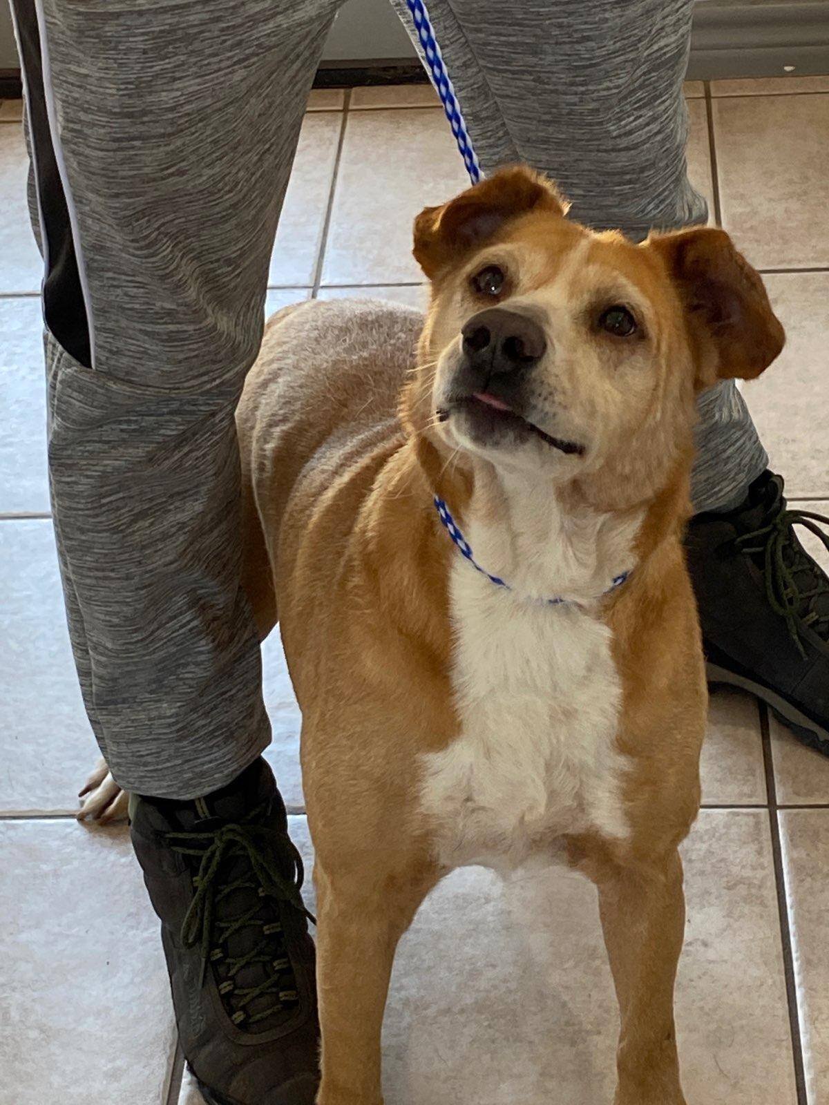 Solovino, Adoptable, Adult Male Labrador Retriever.