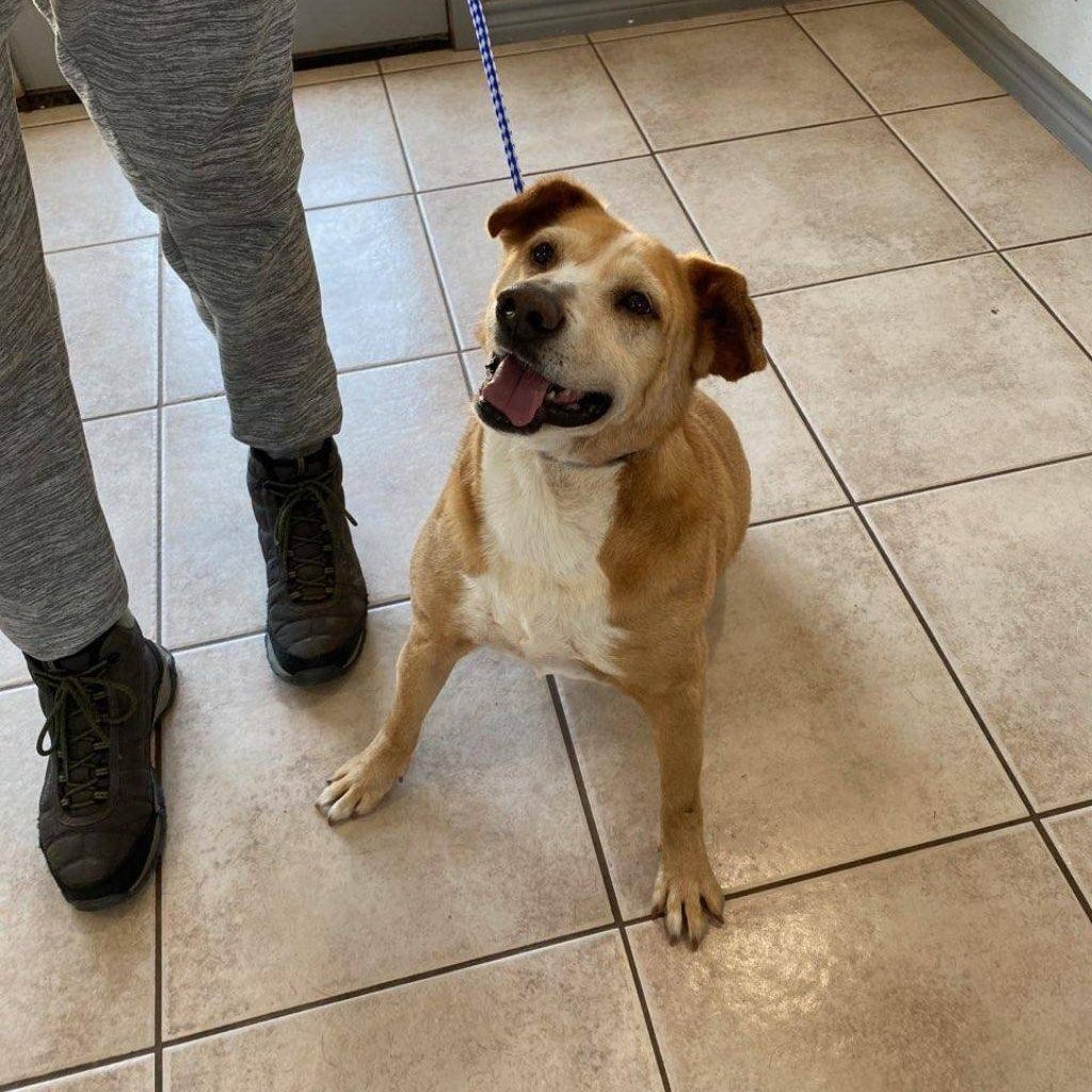 Enlarge Solovino, a Adoptable mixed breed in Portland, OR image 2/4