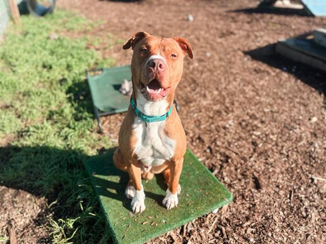 BRONCO, Adoptable, Young Male Pit Bull Terrier & Mixed Breed.