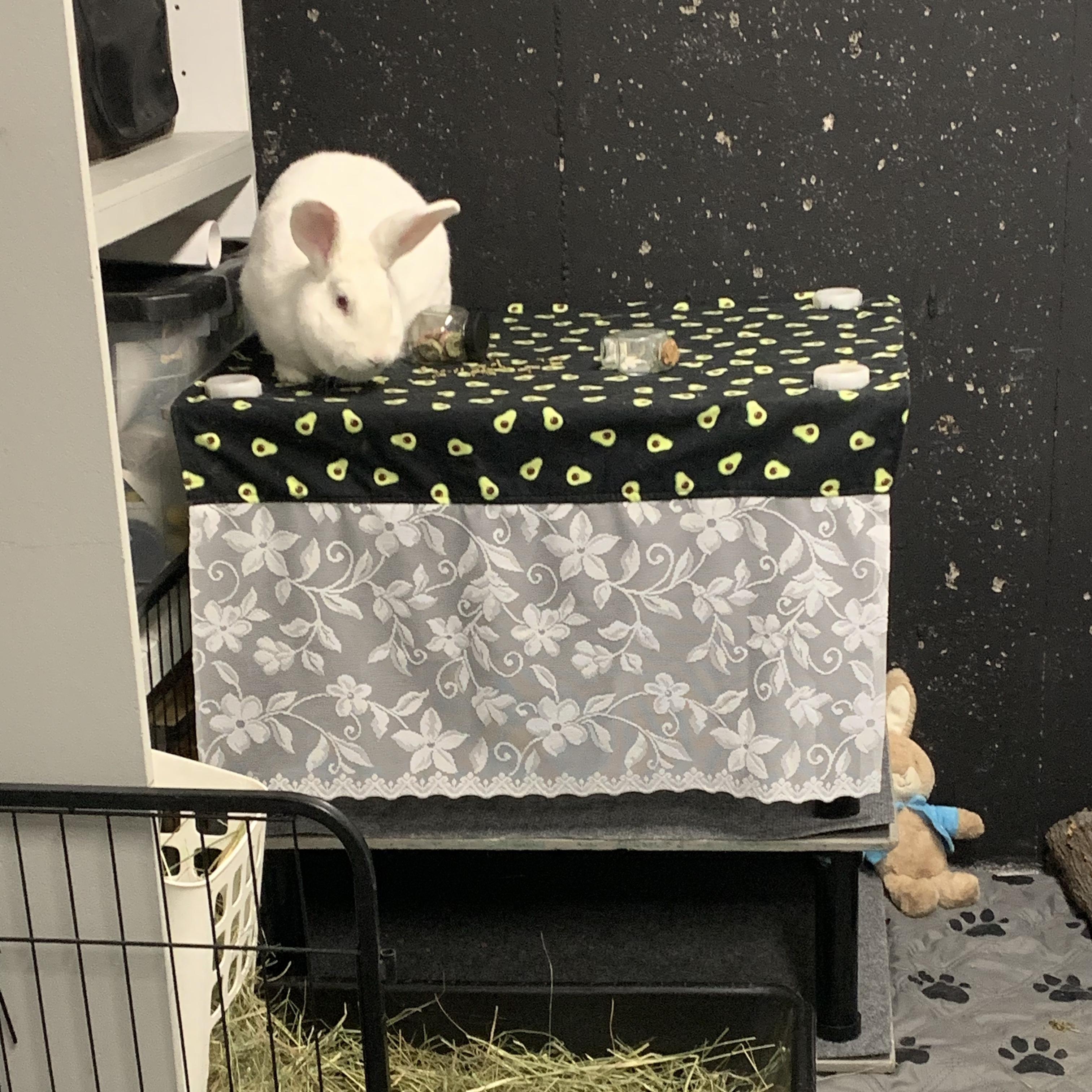 Enlarge Ruby, a Adoptable mixed breed in Brighton, CO image 1/6