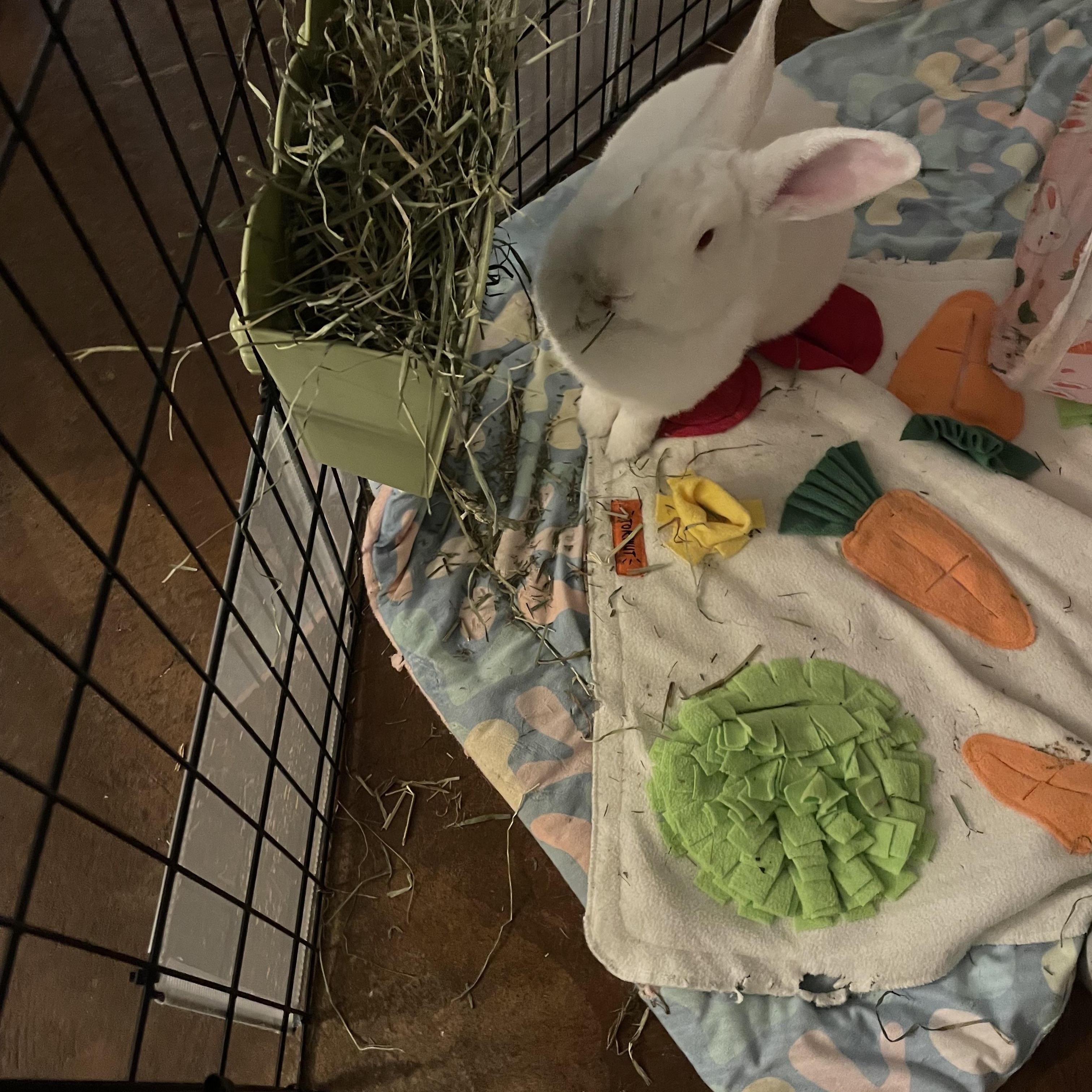 Ruby, a Adoptable New Zealand in Brighton, CO image 2/5