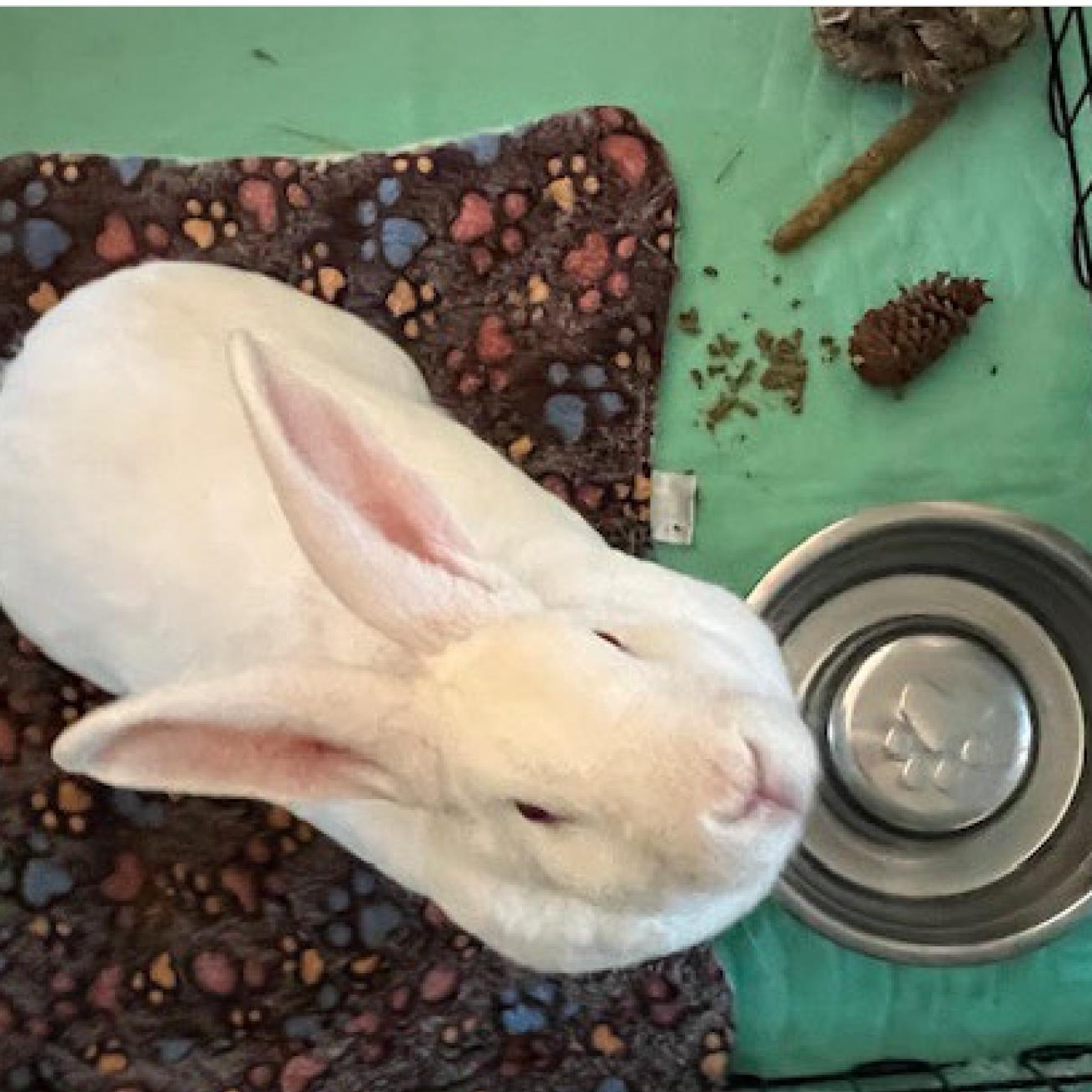 Ruby, Adoptable, Adult Female New Zealand.