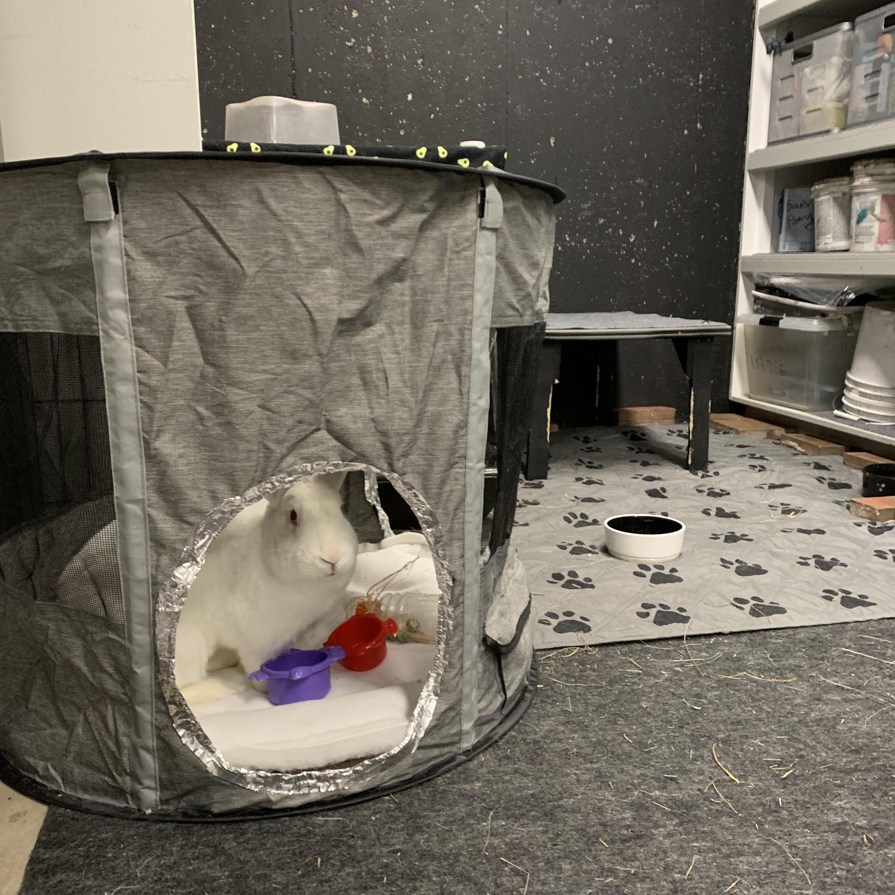 Enlarge Ruby, a Adoptable mixed breed in Brighton, CO image 3/6