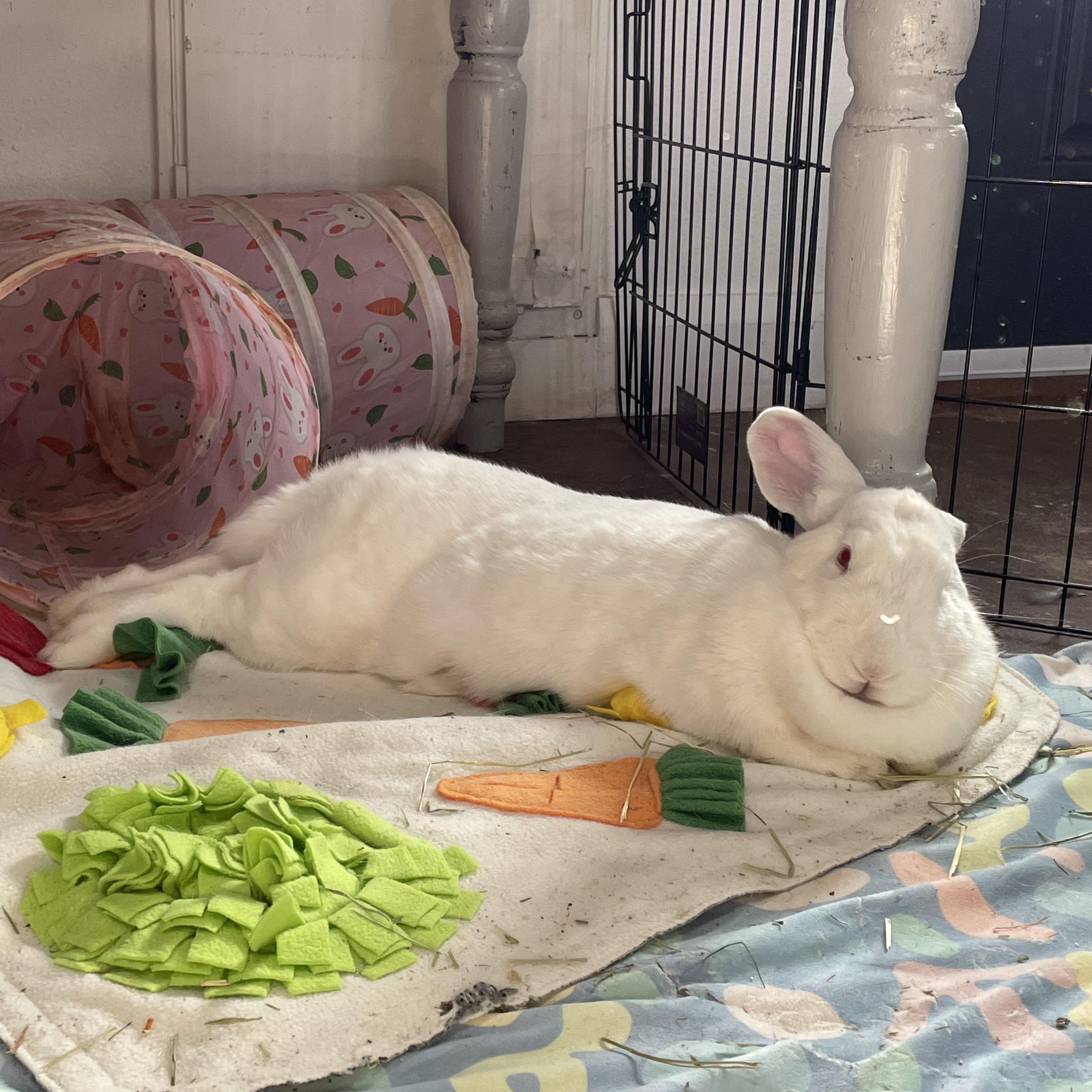 Ruby, a Adoptable New Zealand in Brighton, CO image 3/5