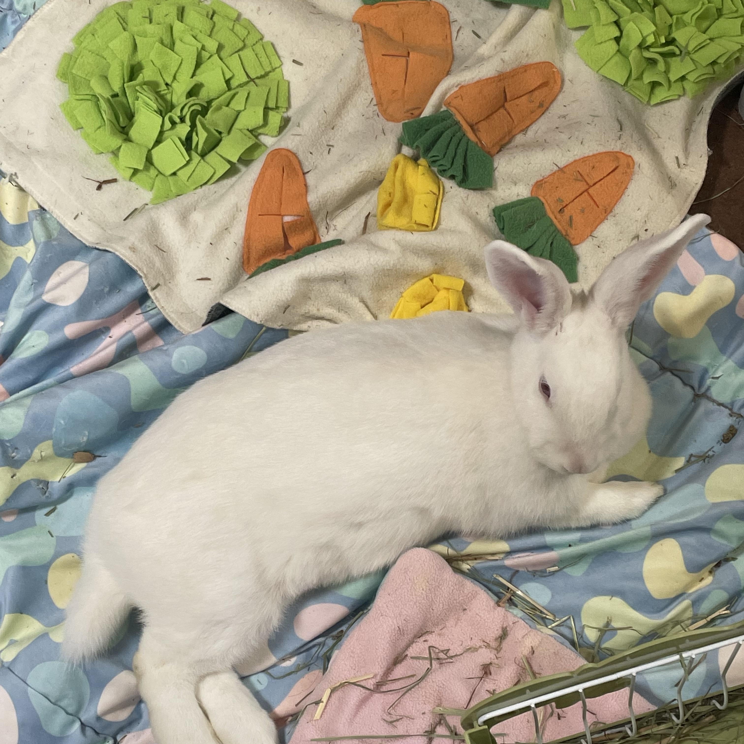 Ruby, a Adoptable New Zealand in Brighton, CO image 4/5