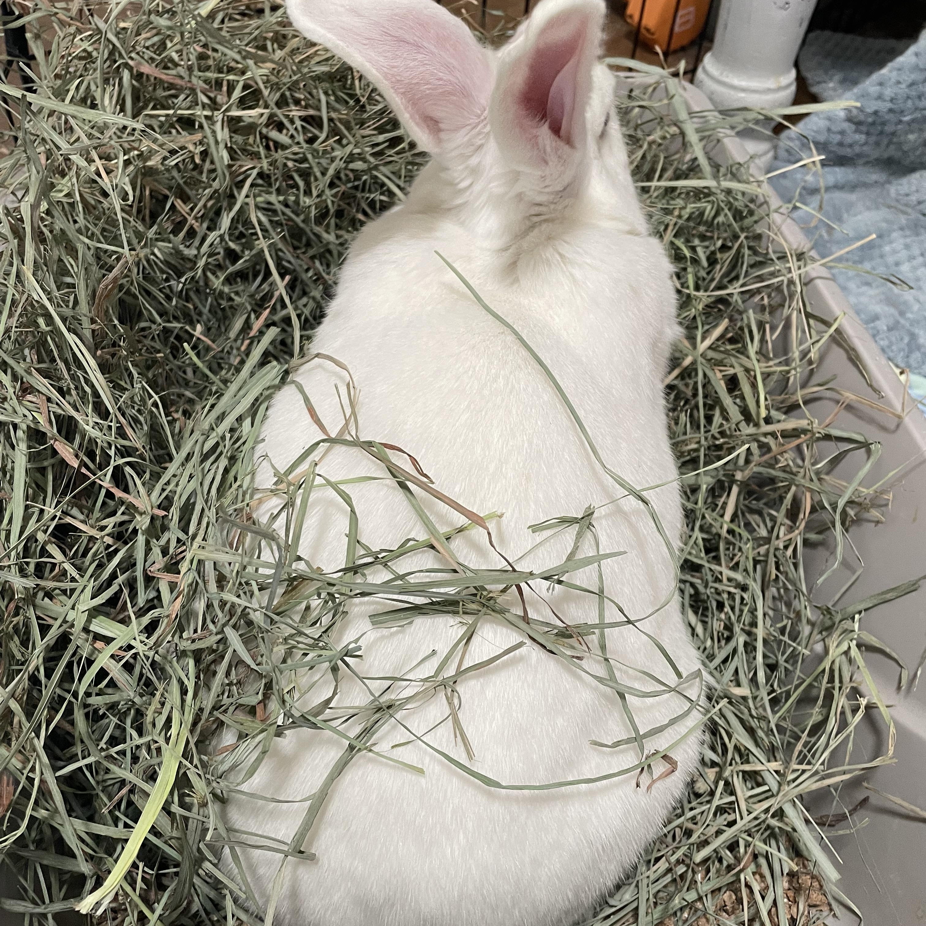 Ruby, a Adoptable New Zealand in Brighton, CO image 5/5