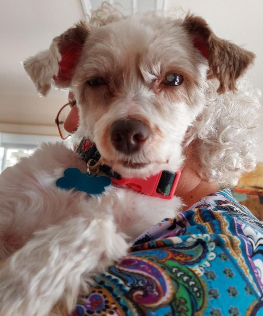Enlarge Little Sister(Winnie), a Adoptable mixed breed in El Cajon, CA image 1/4