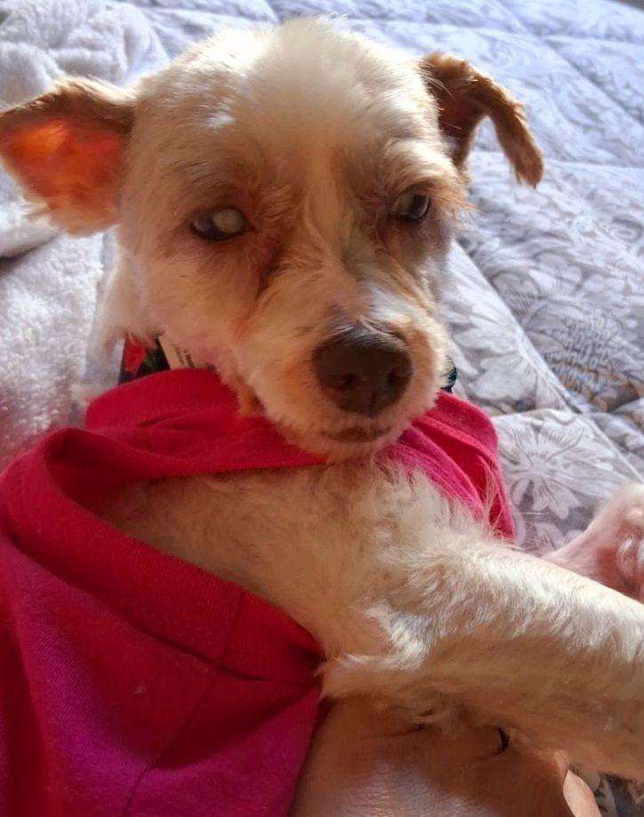 Enlarge Little Sister(Winnie), a Adoptable mixed breed in El Cajon, CA image 2/4