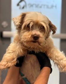 Enlarge Little Sister(Winnie), a Adoptable mixed breed in El Cajon, CA image 3/4