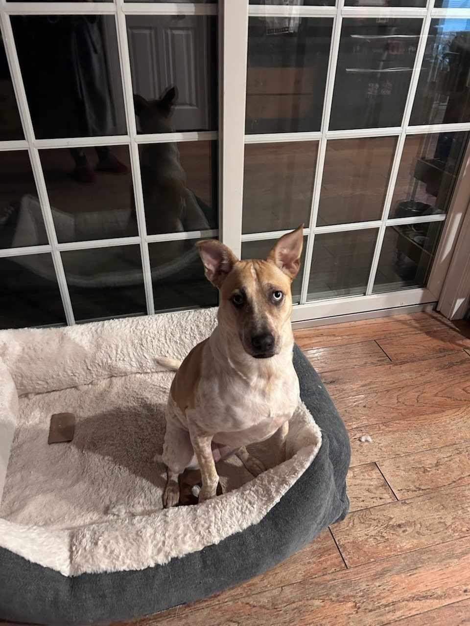 Enlarge Ice, a Adoptable mixed breed in Waterford, CT image 1/3