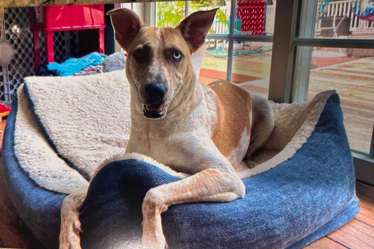 Enlarge Ice, a Adoptable mixed breed in Waterford, CT image 2/3