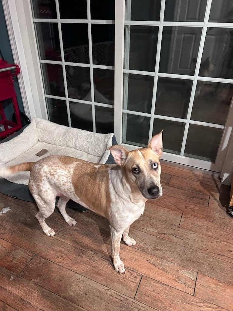 Enlarge Ice, a Adoptable mixed breed in Waterford, CT image 3/3