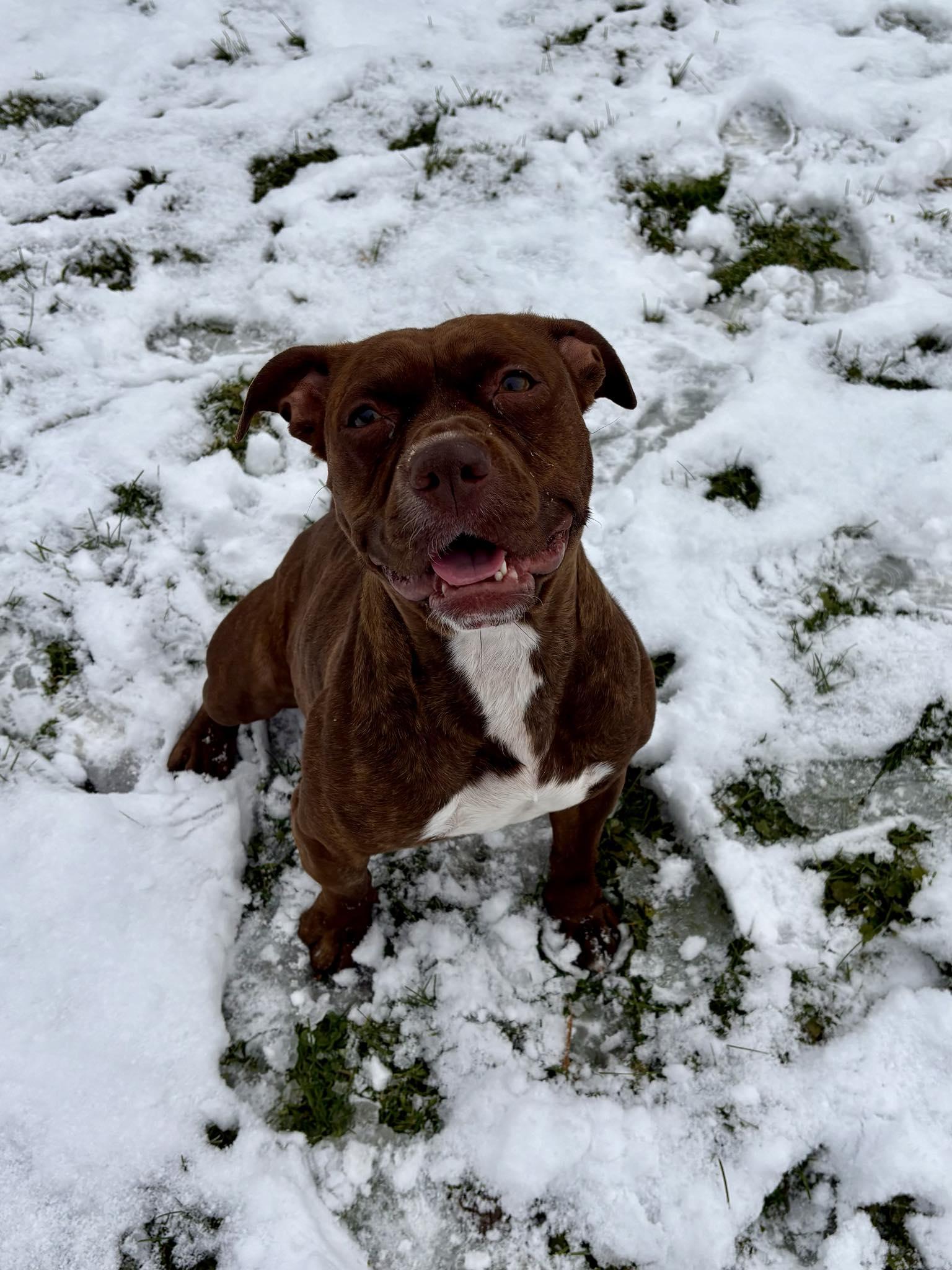 Jasmine - In Foster, Adoptable, Adult Female Pit Bull Terrier & Boxer.