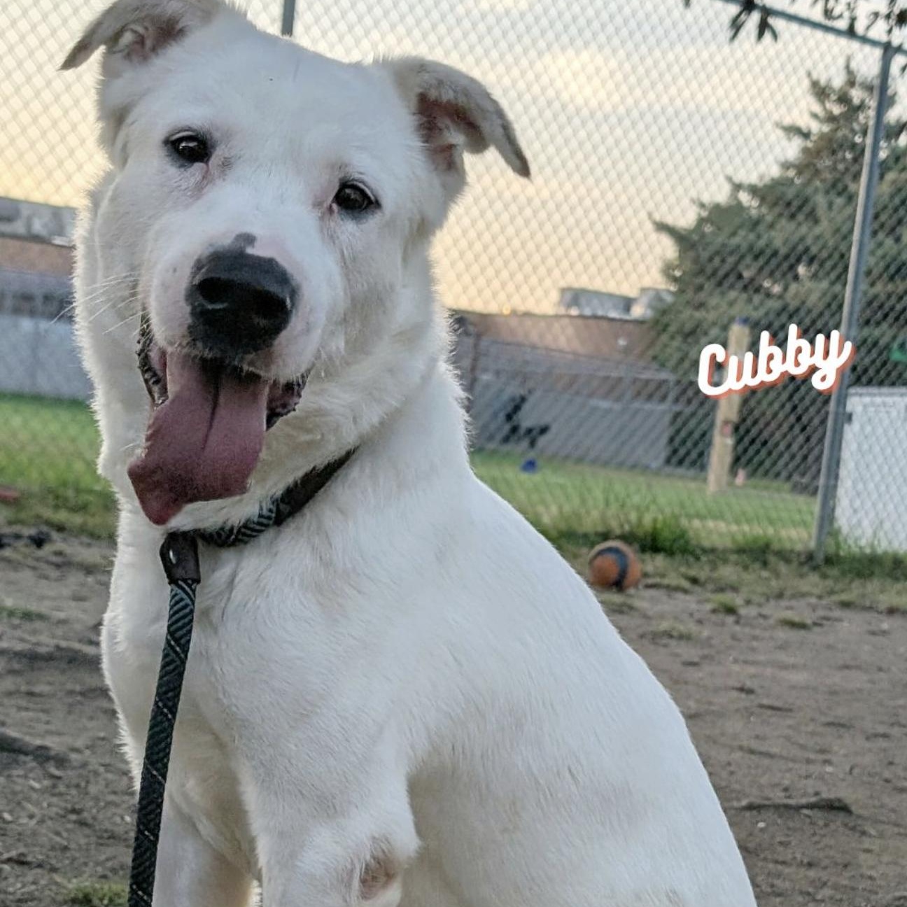 Cubby