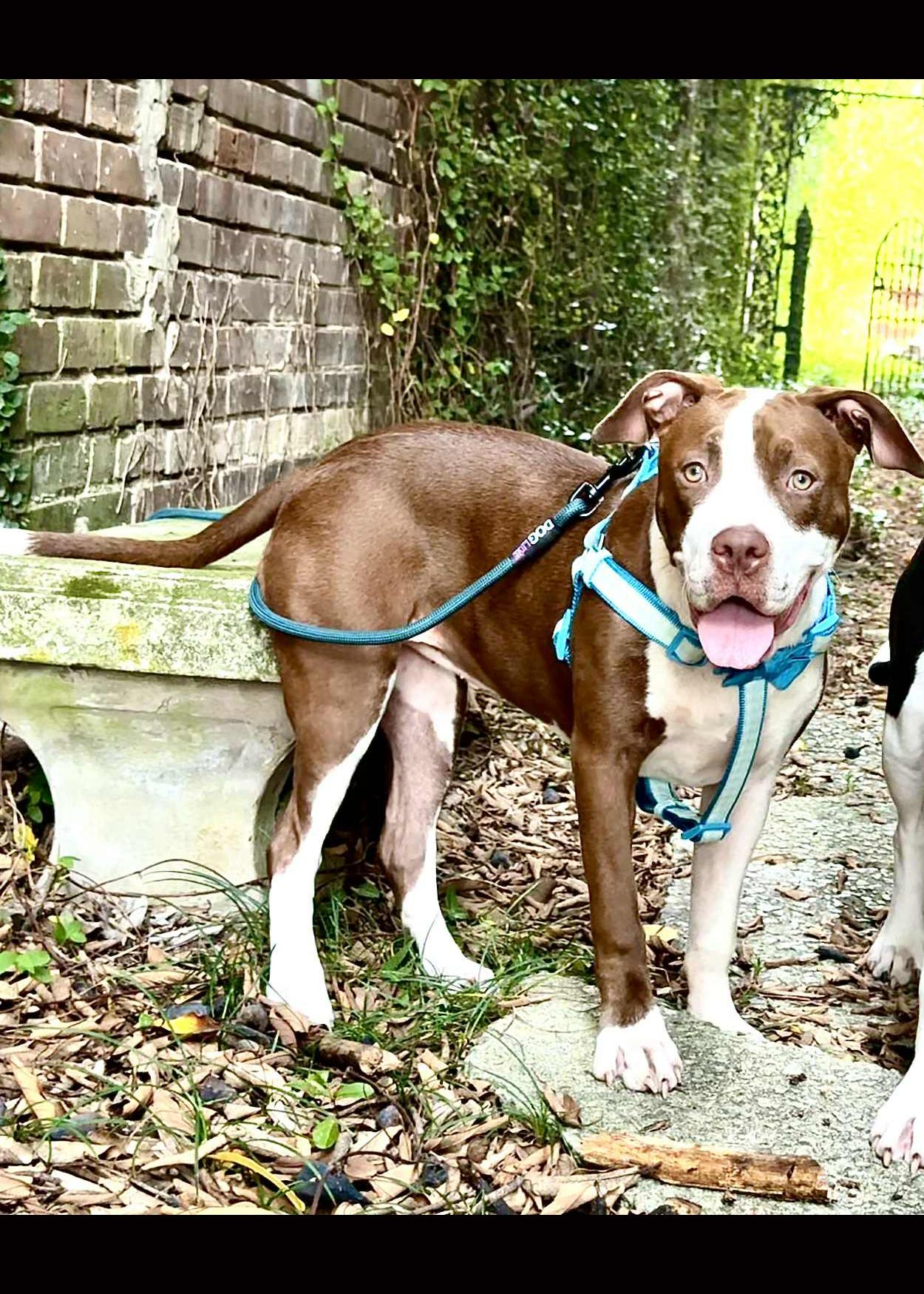 Bindi, a Adopted American Bulldog in Elloree, SC image 1/2