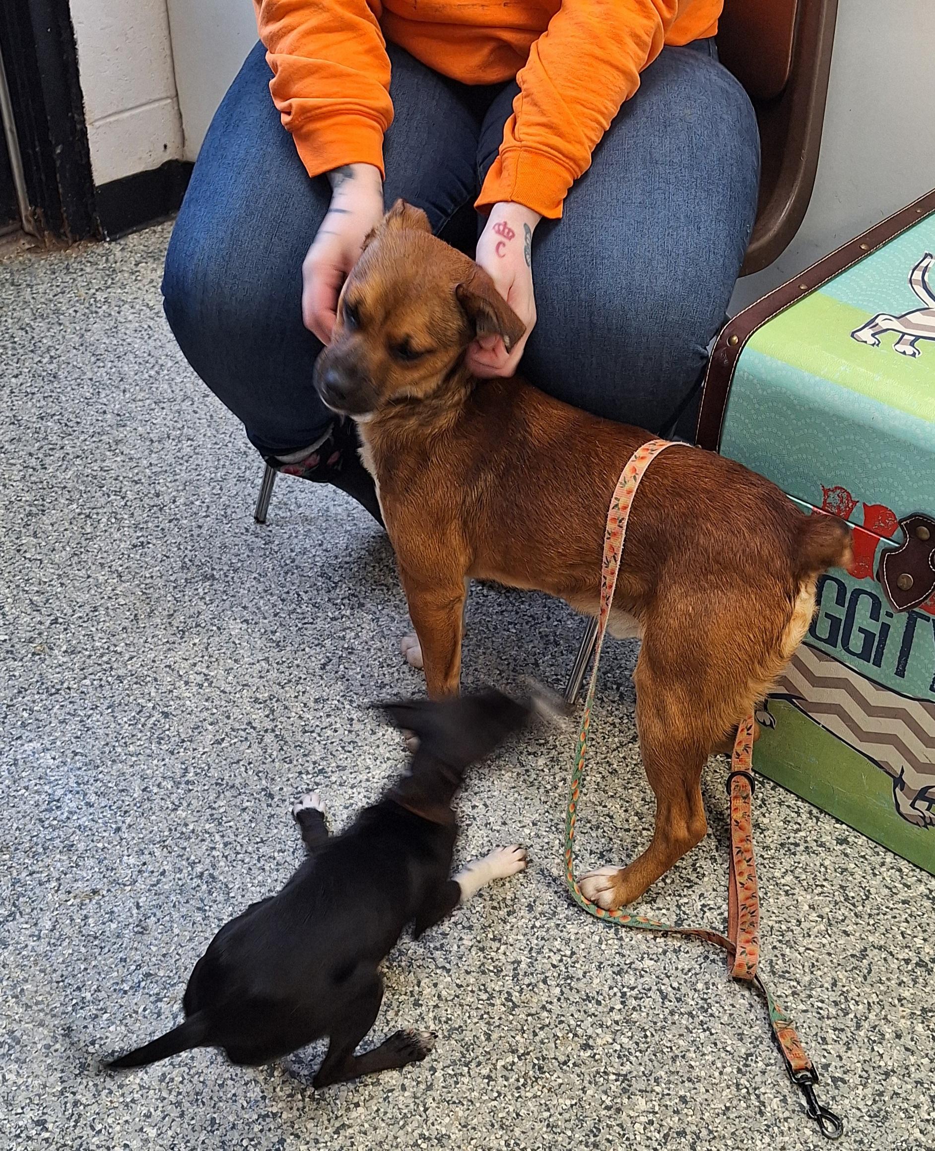 Enlarge Nicholas , a ADOPTABLE Mixed Breed in Stanton, KY image 2/5