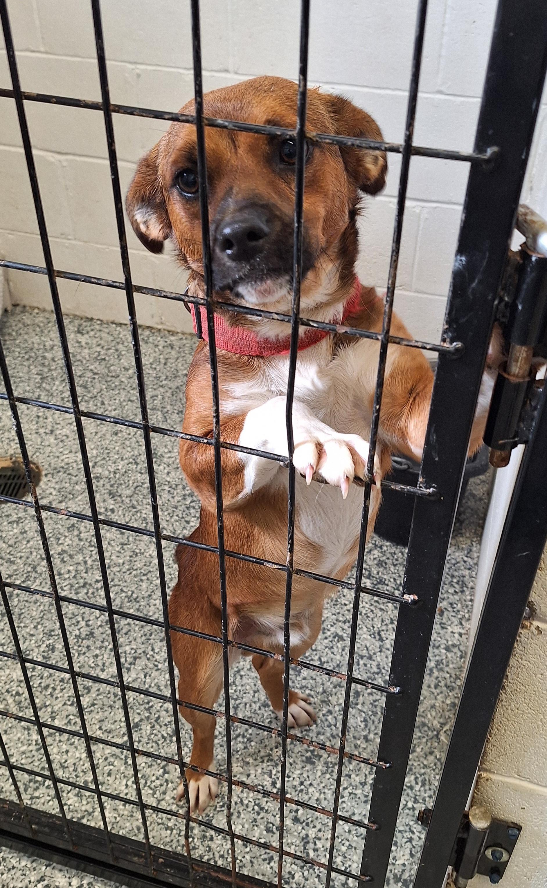 Enlarge Nicholas , a ADOPTABLE Mixed Breed in Stanton, KY image 3/5