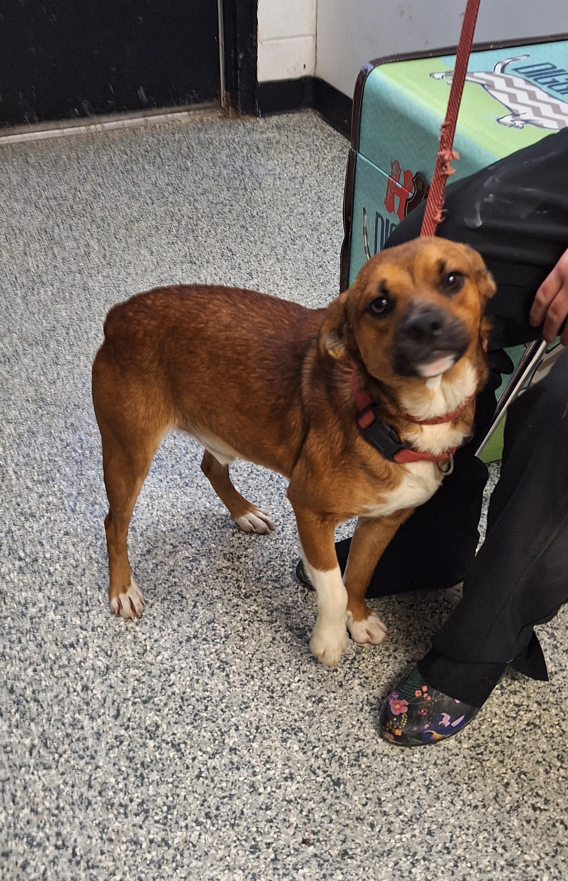 Enlarge Nicholas , a ADOPTABLE Mixed Breed in Stanton, KY image 1/5