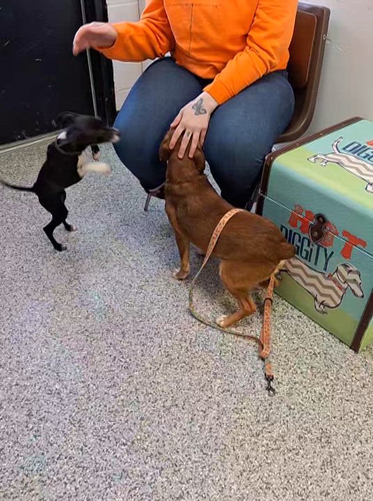 Enlarge Nicholas , a ADOPTABLE Mixed Breed in Stanton, KY video 4/5