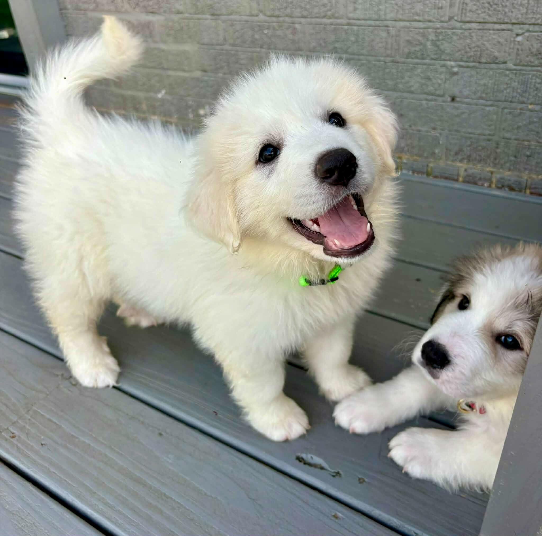 Enlarge Lexie, an adopted Great Pyrenees in Staunton, VA image 3/3