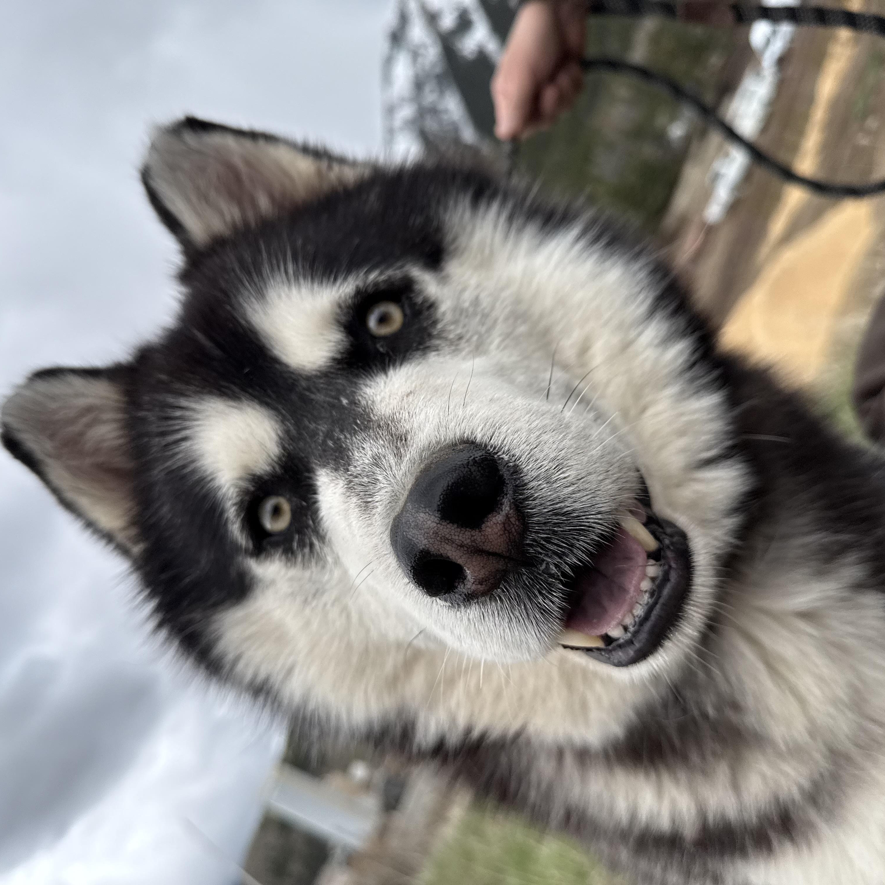 Blazer, ADOPTABLE, Adult Male Siberian Husky.