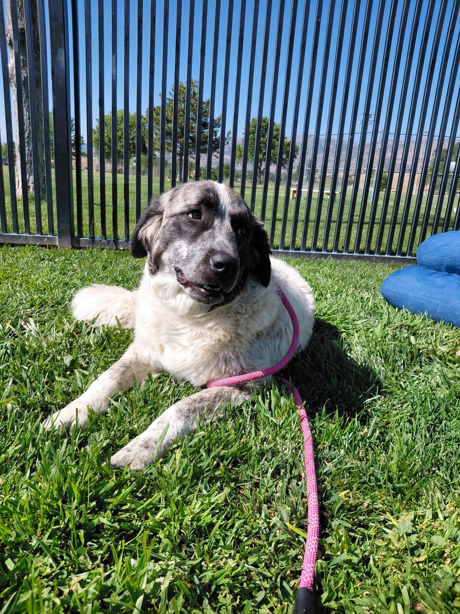 Prada, a ADOPTABLE mixed breed in Oakland, CA image 4/4