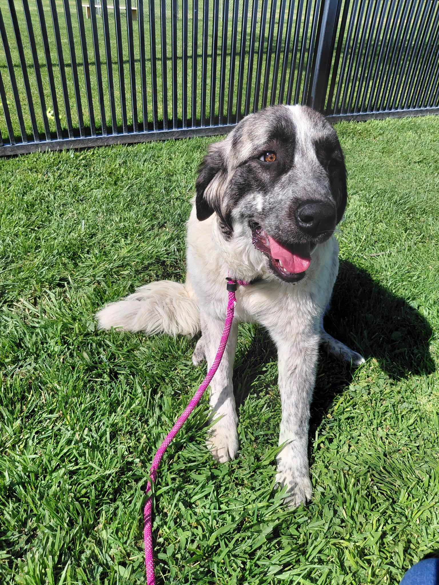 Prada, a ADOPTABLE mixed breed in Oakland, CA image 3/4