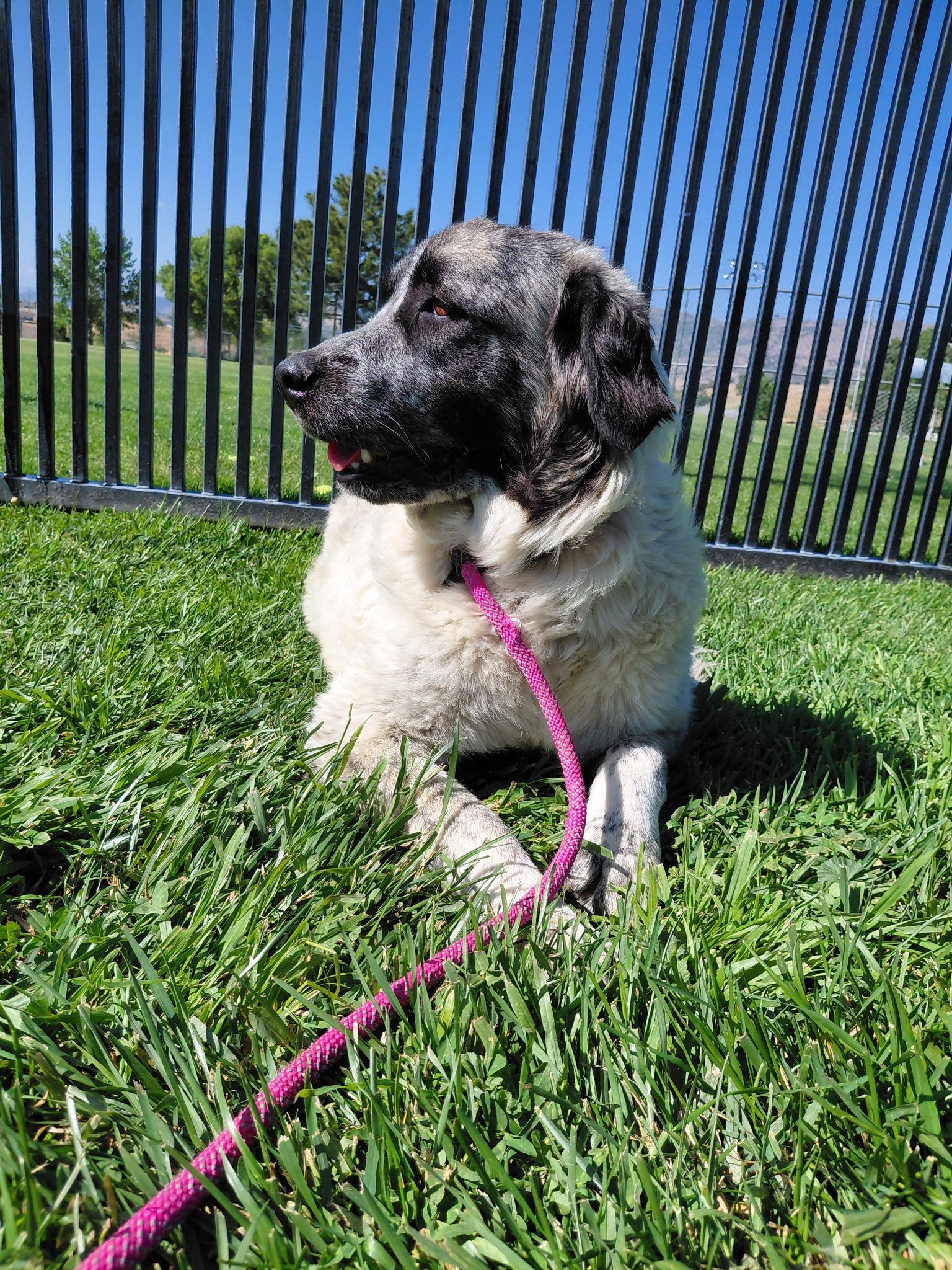Prada, a ADOPTABLE mixed breed in Oakland, CA image 2/4