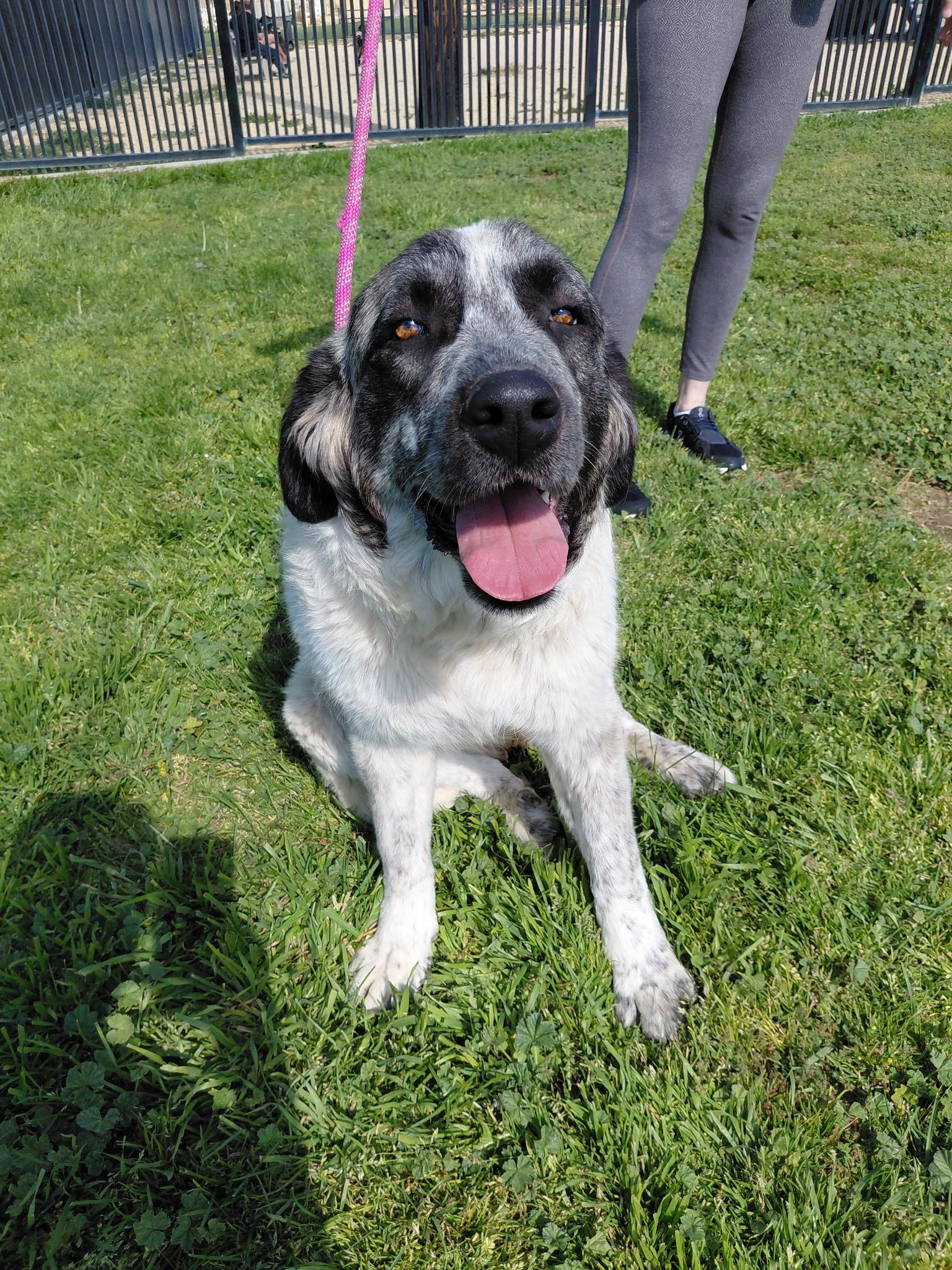 Prada, ADOPTABLE, Adult Female Great Pyrenees.