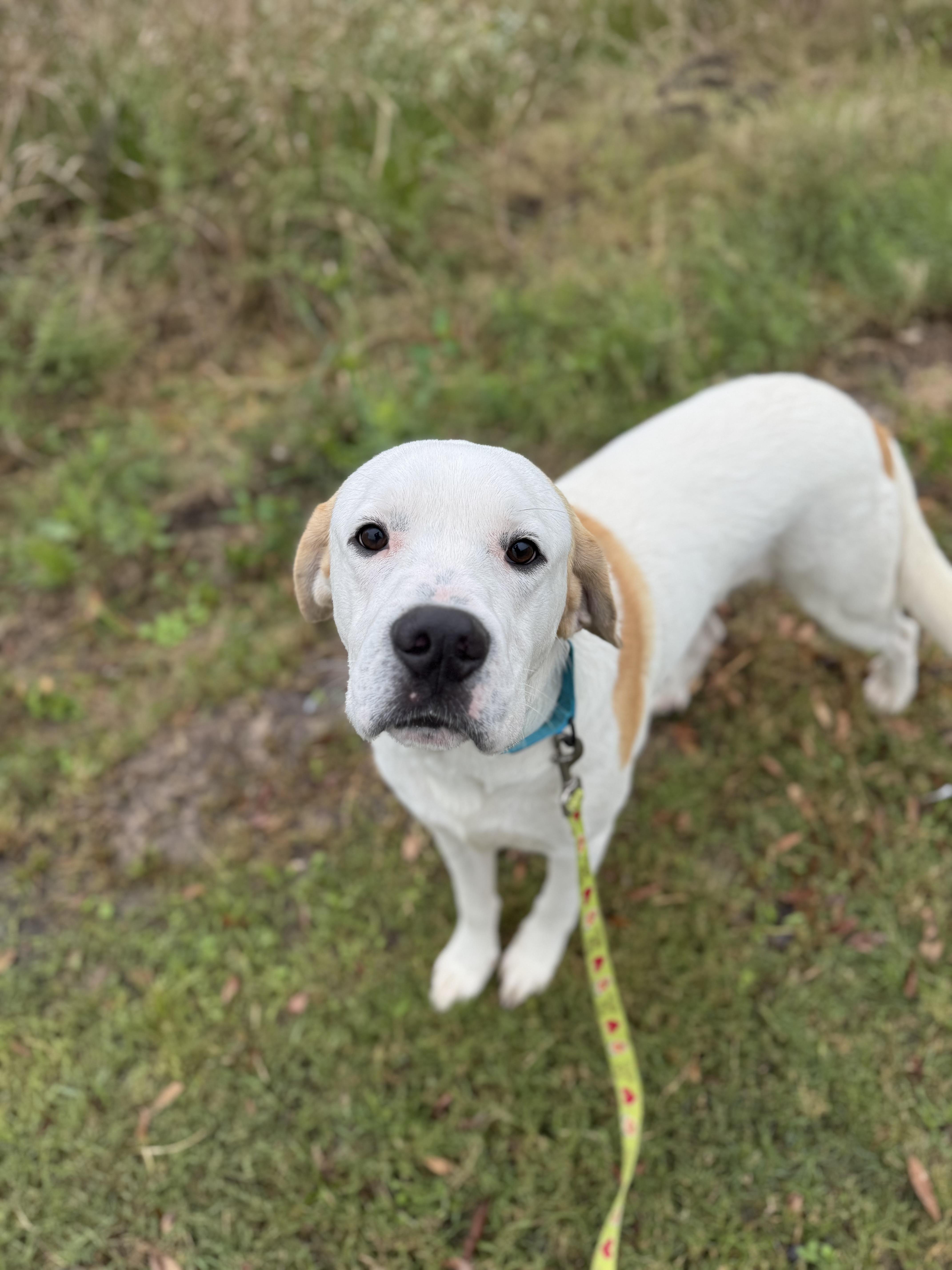 Vincent, ADOPTABLE, Adult Male Great Pyrenees.