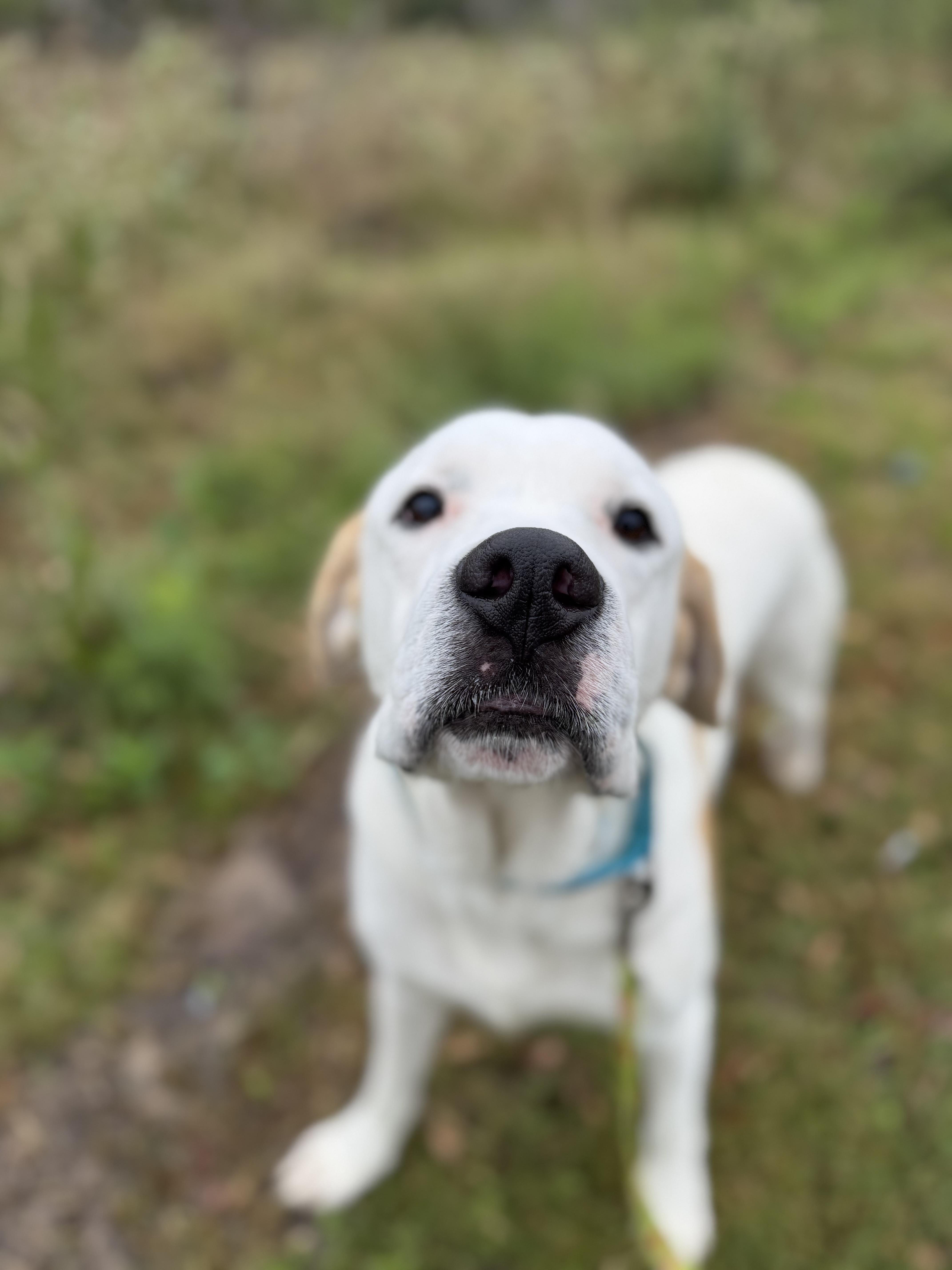 Enlarge Vincent, a ADOPTABLE mixed breed in Bowdoin, ME image 2/6