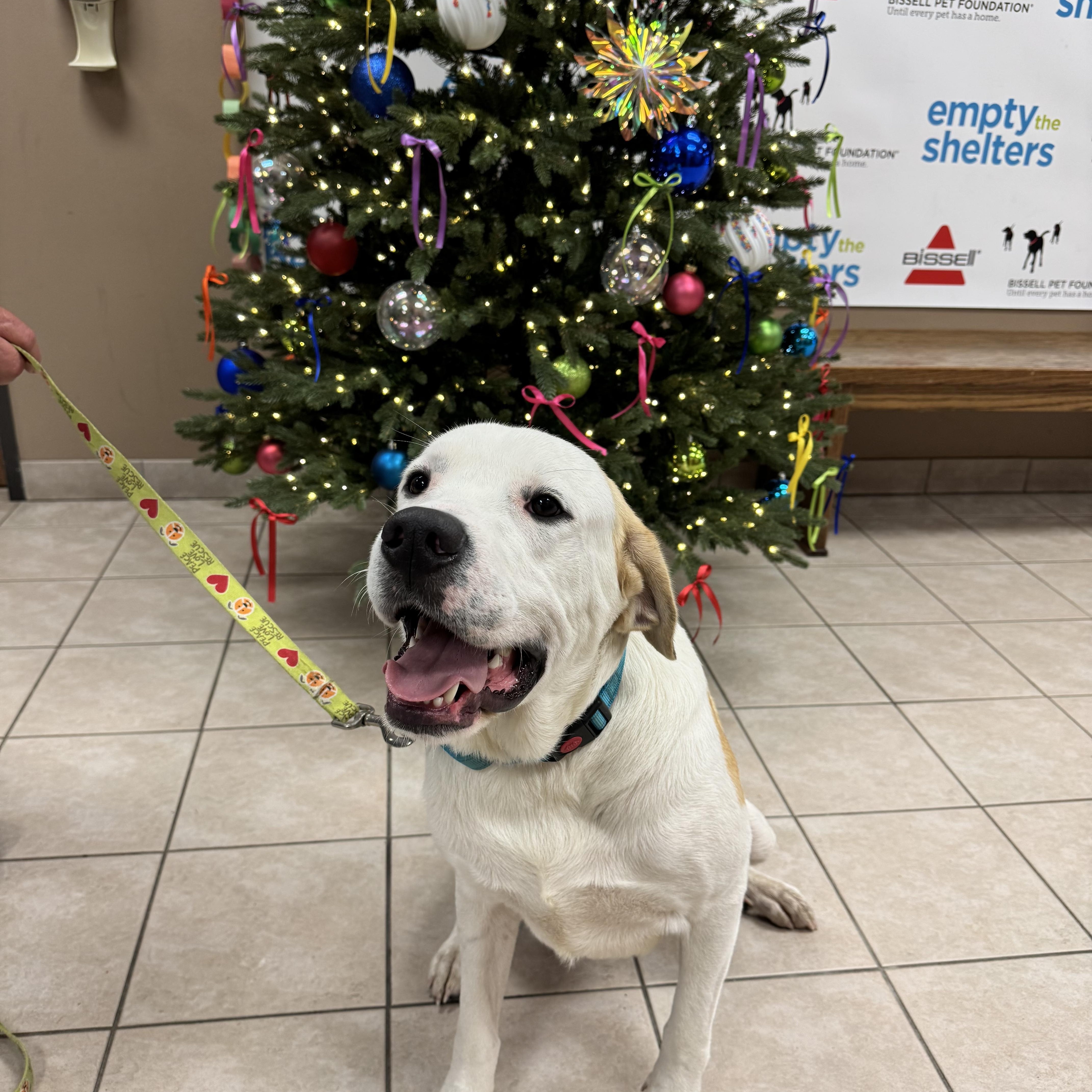 Enlarge Vincent, a ADOPTABLE mixed breed in Bowdoin, ME image 3/6