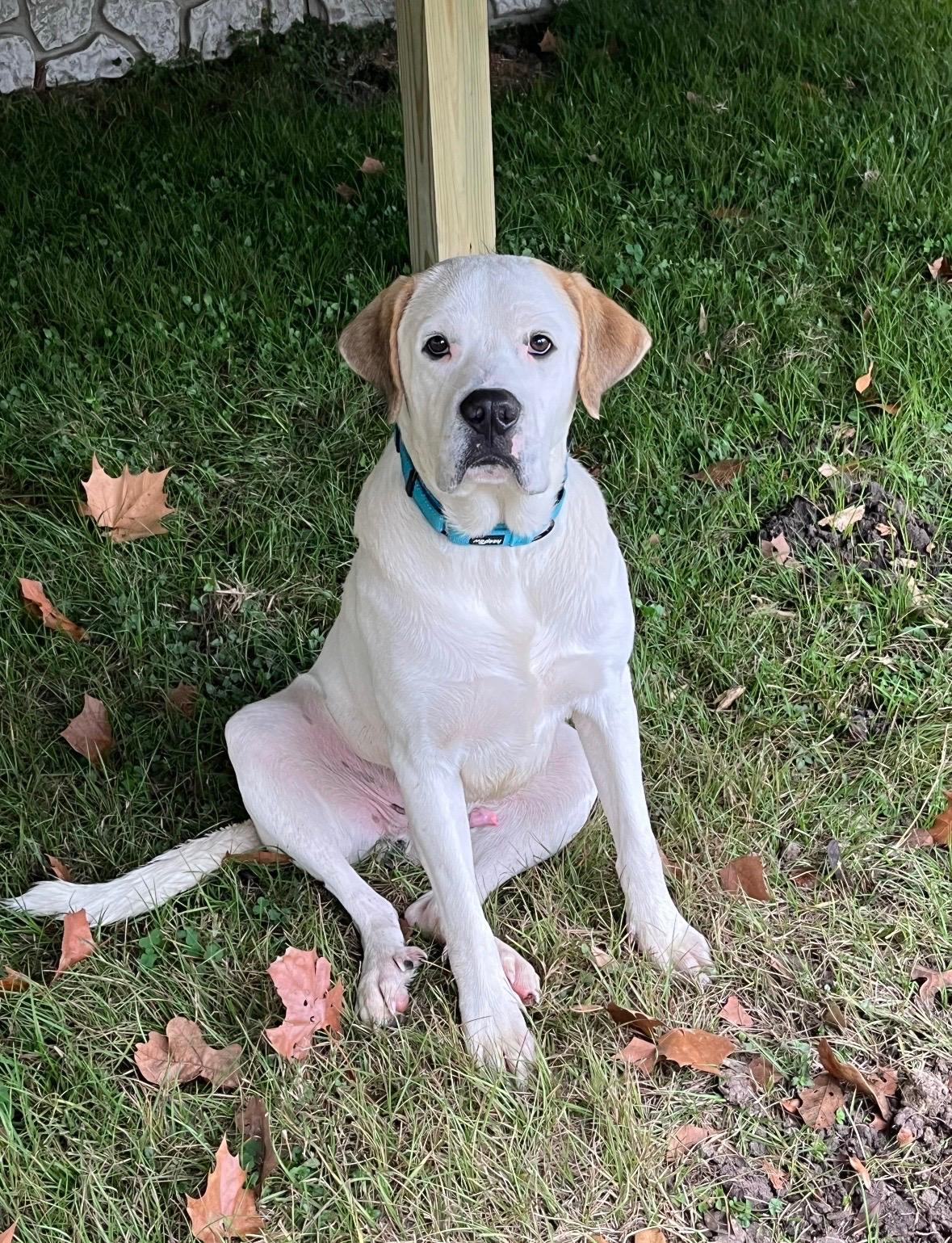 Enlarge Vincent, a ADOPTABLE mixed breed in Bowdoin, ME image 4/6
