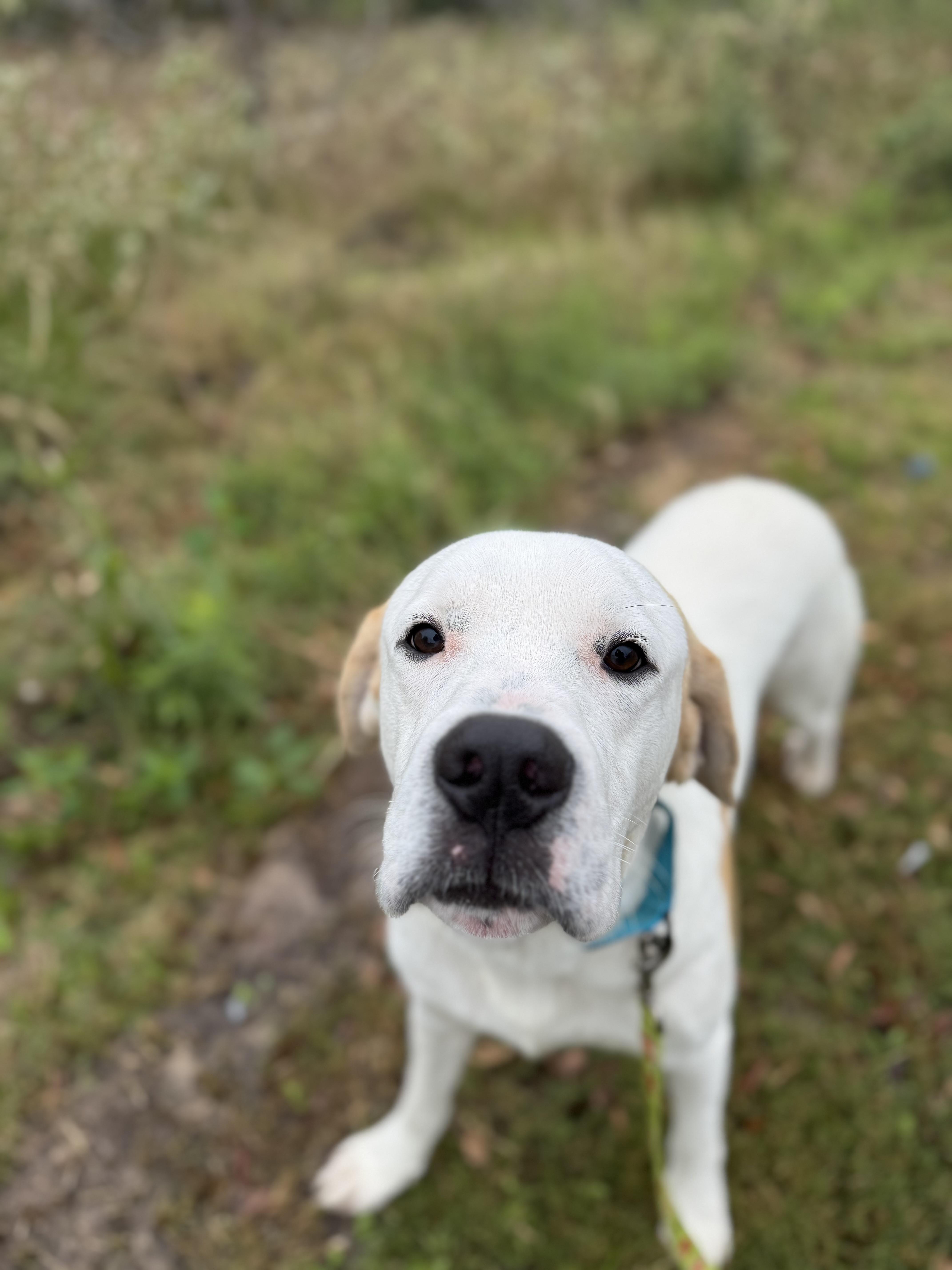 Enlarge Vincent, a ADOPTABLE mixed breed in Bowdoin, ME image 5/6