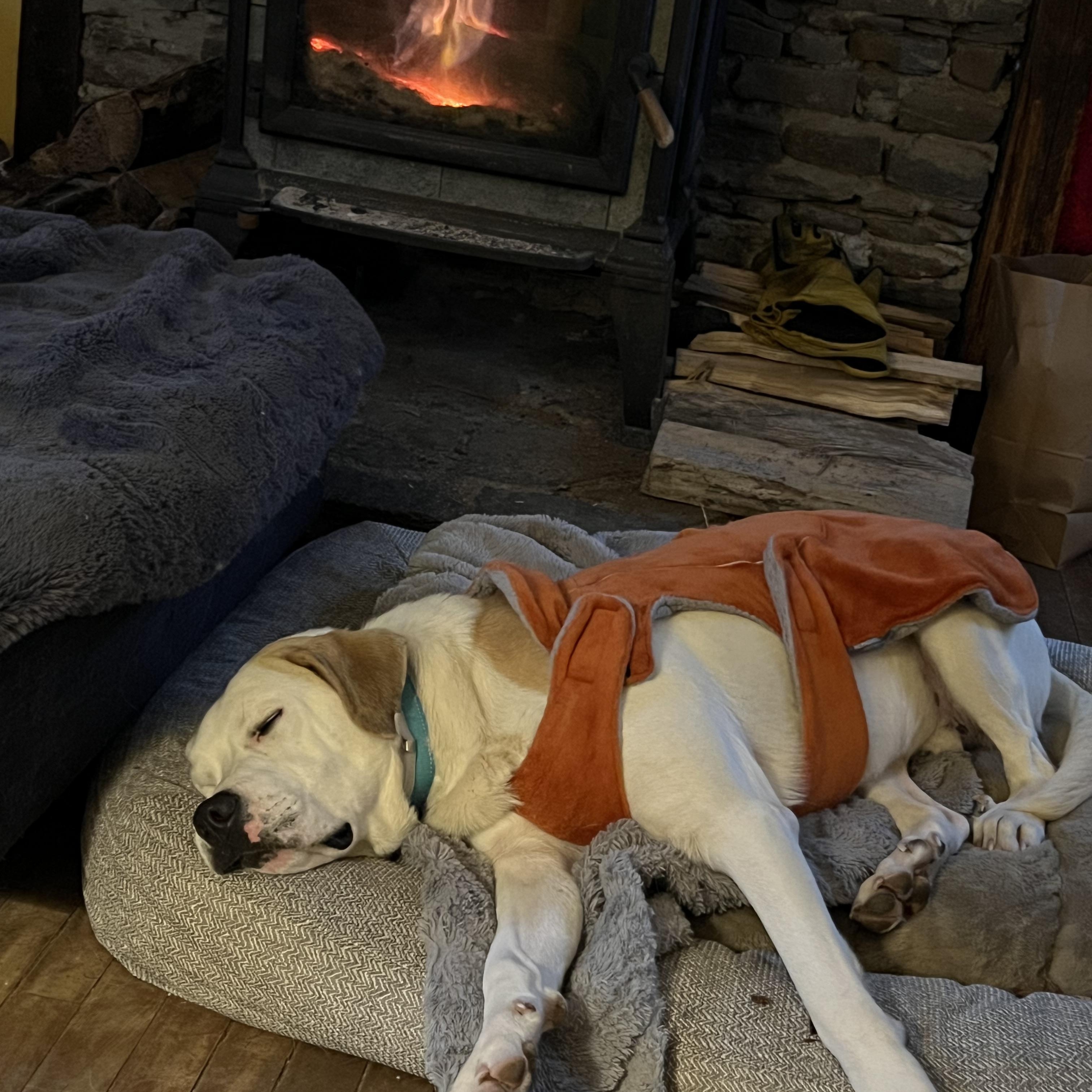 Vincent, ADOPTABLE, Adult Male Great Pyrenees.