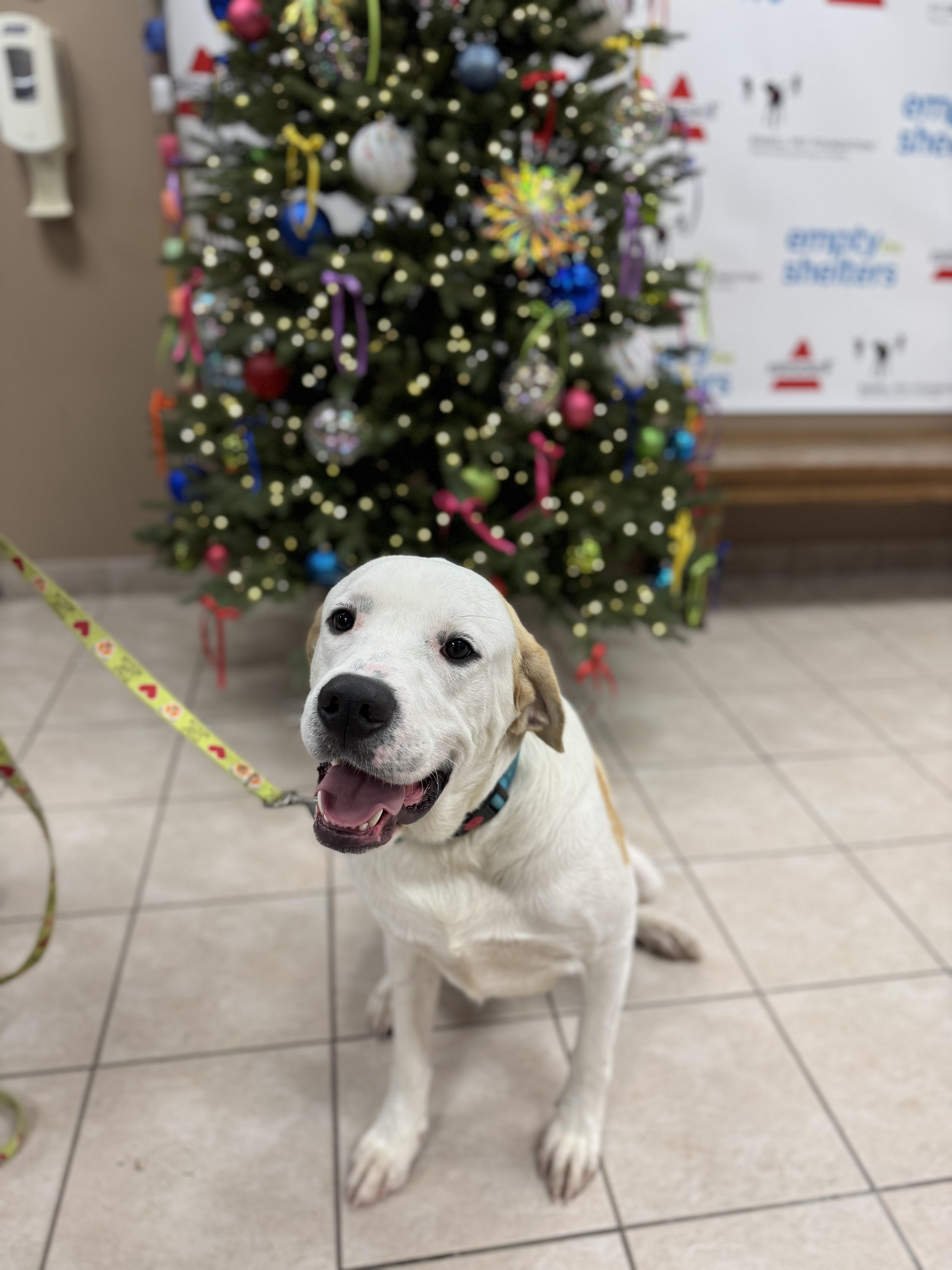 Enlarge Vincent, a ADOPTABLE mixed breed in Bowdoin, ME image 6/6