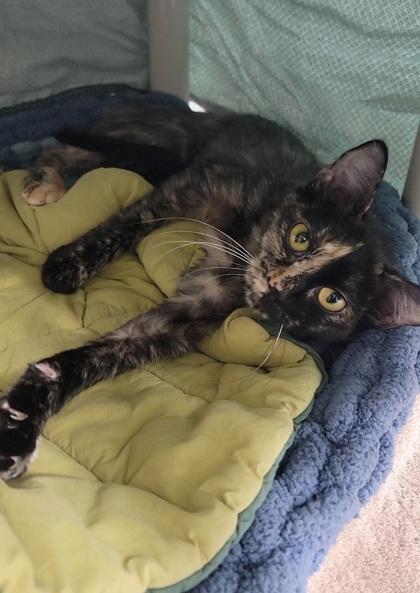Jacqueline, Adoptable, Kitten Female Domestic Medium Hair & Domestic Short Hair.