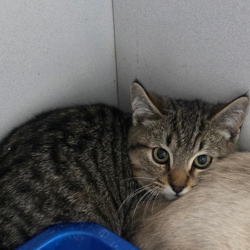 Soup, a Adoptable Domestic Short Hair in Duncan, OK image 1/5