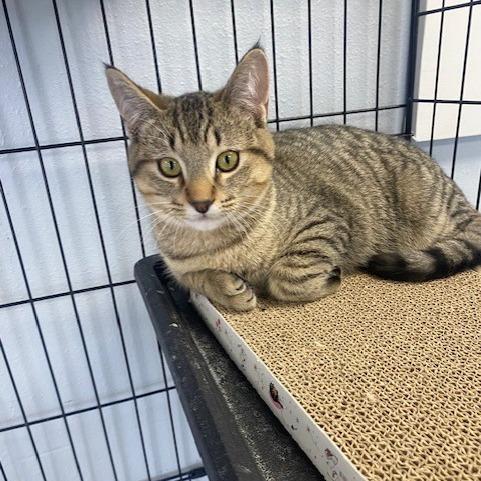 Soup, a Adoptable Domestic Short Hair in Duncan, OK image 2/5