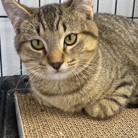 Soup, a Adoptable Domestic Short Hair in Duncan, OK image 3/5