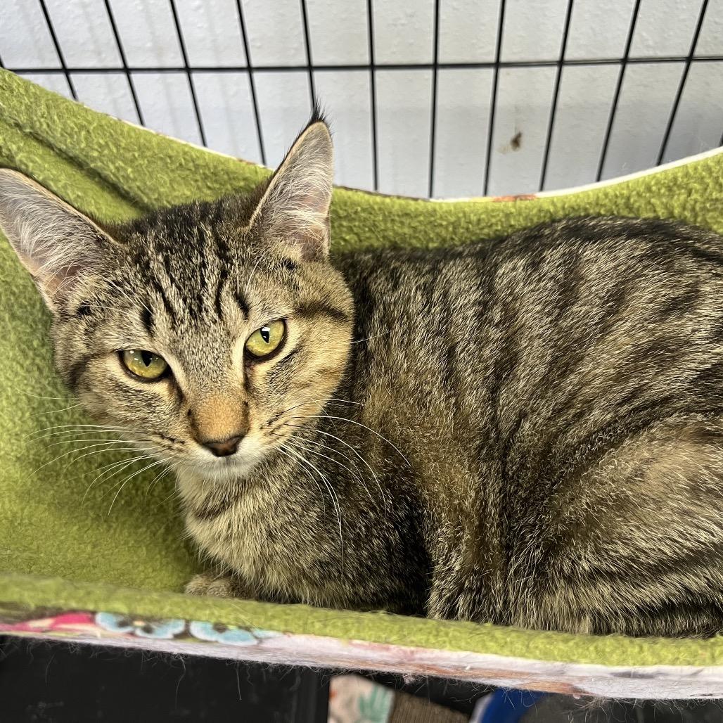 Soup, a Adoptable Domestic Short Hair in Duncan, OK image 4/5